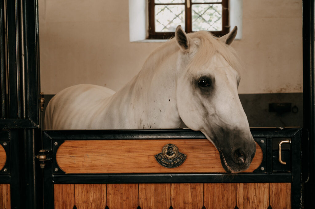 Lipizzaner Slowenien