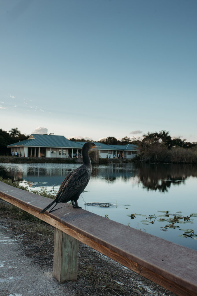 Everglades